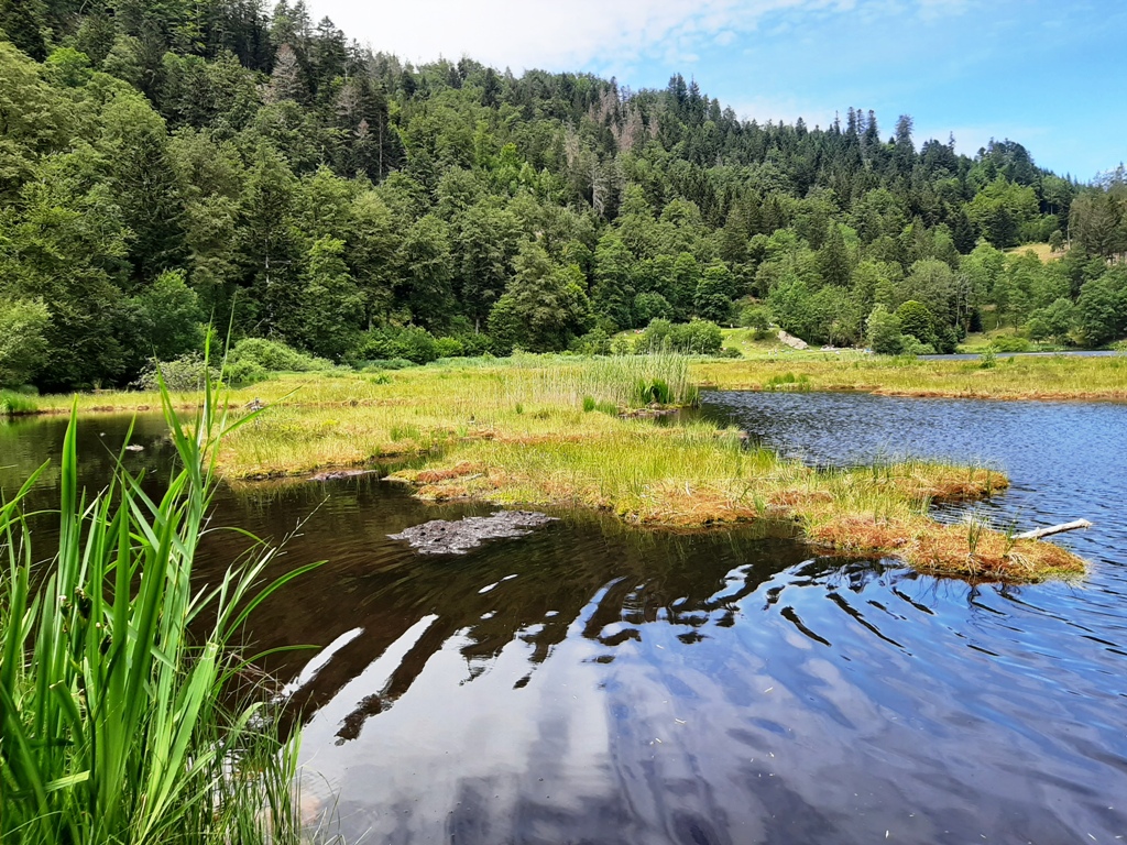 Weiher mit Torfinsel