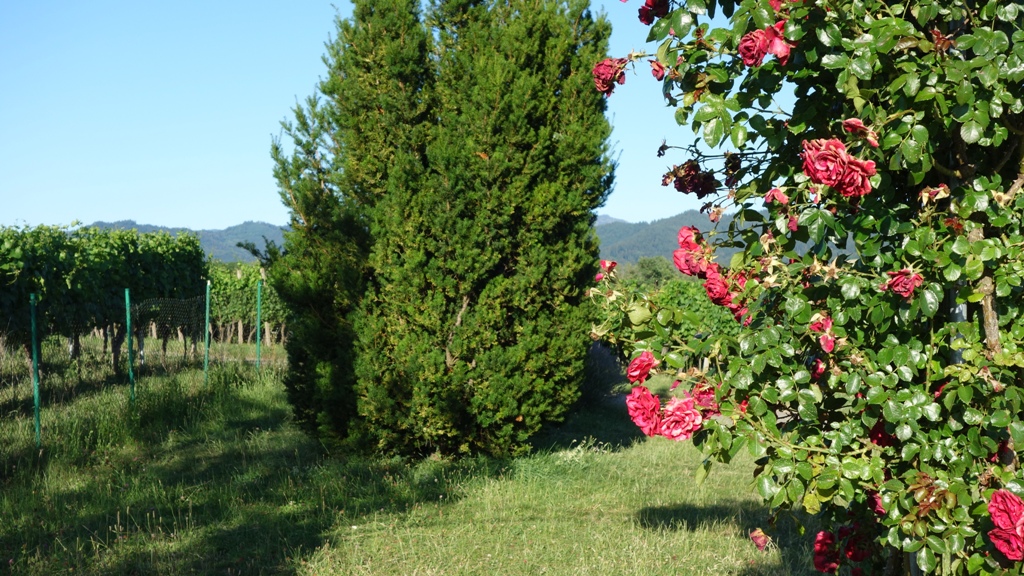 Rosenbogen und Weinreben